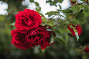 Bushes of red or scarlet roses. Flowering time, natural flower fence. Gardening, plants for landscape design.