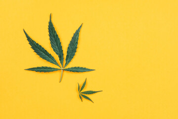 Cannabis leaflets on a yellow background. The concept of popularizing plants for health and cosmetology