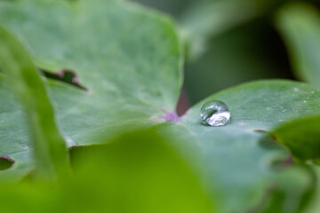 water drops on a leaf