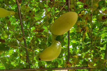 calabash tree