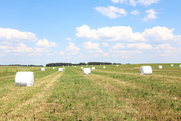 Forage harvesting in summer on farm fields-coils of hay in white packaging against a blue sky