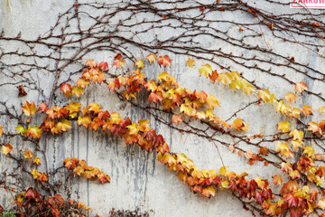 Widok liści winogronu na betonowej ścianie - obrazy, fototapety, plakaty