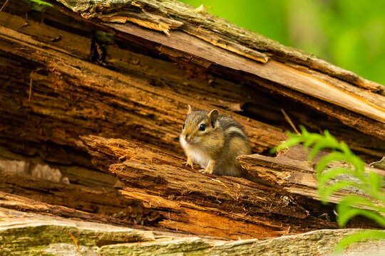 Eastern small chipmunk - baby on the state park in Wisconsin, species found in eastern North America.