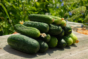 Fresh cucumbers from the home garden stacked with a pyramid on a natural background - growing vegetables