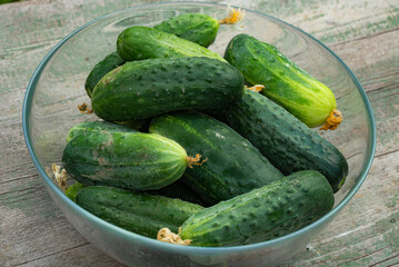 Fresh cucumbers from a home garden in a glass bowl on a wooden table on a natural background - growing vegetables.