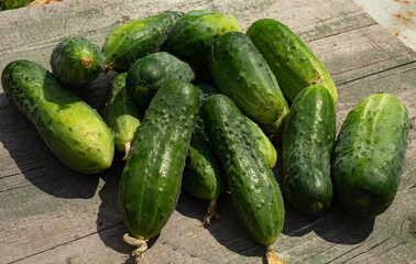 Fresh cucumbers from the home garden stacked with a pyramid on a natural background - growing vegetables