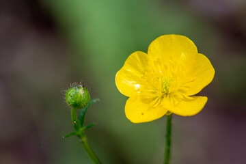 yellow flower in the garden