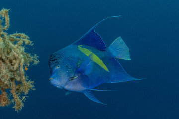 Fish swim in the Red Sea, colorful fish, Eilat Israel
