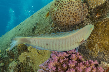 Fish swim in the Red Sea, colorful fish, Eilat Israel
