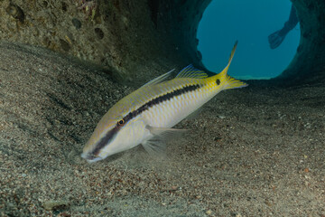 Fish swim in the Red Sea, colorful fish, Eilat Israel
