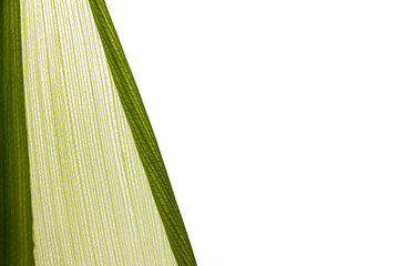 Close-up of green corn leaves