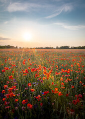 Fields of poppy