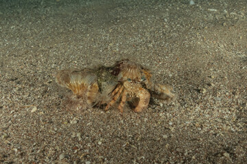 Hermit Crab in the Red Sea Colorful and beautiful, Eilat Israel