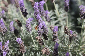 Honey Bee on Purple Lavender Flower