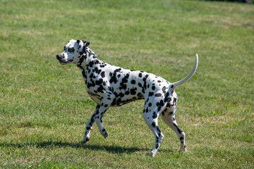 Adorable  Dalmatian dog outdoors in spring. Selective focus