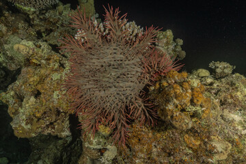 Coral reef and water plants in the Red Sea, Eilat Israel
