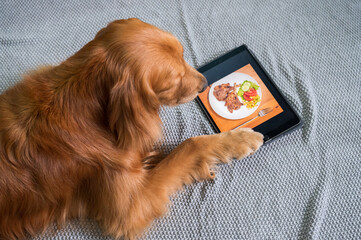 Golden retriever looking at food in tablet screen