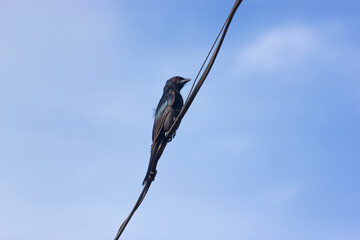 blue tit perched on a branch