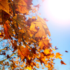 Fototapeta na wymiar Bright yellow leaves in the sunlight.