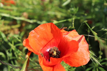 Bees and poppy flowers in the field 