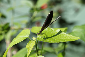 Blauflügel Prachtlibelle