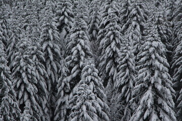 Nadelwald im Winter
coniferous forest in the winter