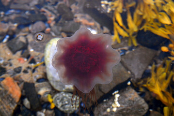 Red jellyfish in the White Sea. Kandalaksha gulf, Republic of Karelia, Russia.