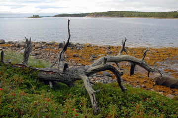 Karelian landscape. Old tree trunk lies on the bank of Kandalaksha Gulf of White Sea. Republic of Karelia, Russia.