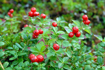 Obraz premium Lapland cornel (dwarf cornel, lat. Cornus suecica). Republic of Karelia, Russia.