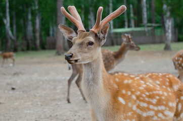 small deer on a deer farm in summer