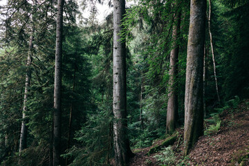 Schwarzwald Panorama