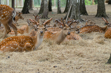 small deer on a deer farm in summer