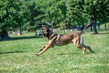 Belgian Shepherd Running Through the Grass. Selective focus on the dog