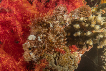 Coral reef and water plants in the Red Sea, Eilat Israel
