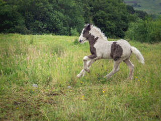 Obraz na płótnie Canvas Wild new born foal horse in the Welsh Valleys, United Kingdom