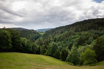 Im Schwarzwald