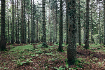 Im Schwarzwald