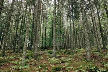 Obraz premium W Czarnym Lesie