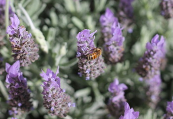 Honey Bee on Purple Lavender Flower