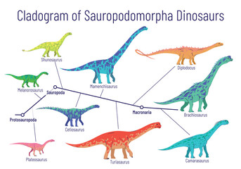 Cladogram of sauropodomorpha dinosaurs. Colorful vector illustration of diagram showing relations among sauropods - protosauropoda, sauropoda, macronaria. Dinosaurs on white background.