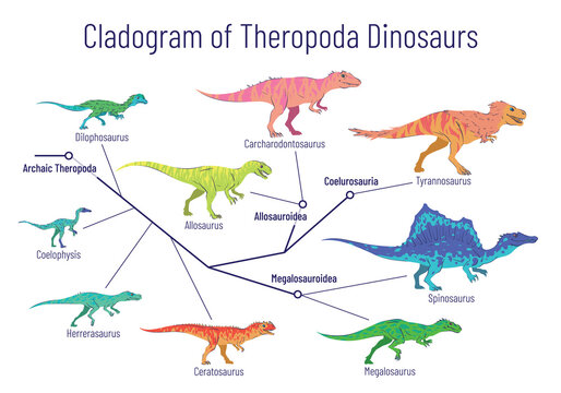 Cladogram of theropoda dinosaurs. Colorful vector illustration on white background. Diagram showing relations among theropods - archaic theropoda, allosauroidae, megalosauroidae, coelurosauria. Dino.