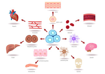 Illustration of the Human Stem Cell Applications on a white background