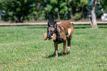 Belgian Shepherd Running Through the Grass. Selective focus on the dog