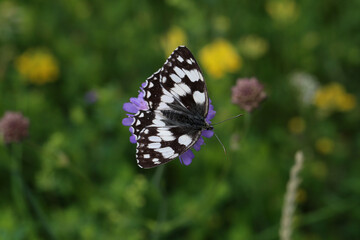 A beautiful butterfly sits on a flower and collects nectar