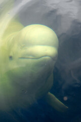 Fototapeta premium Underwater portrait of Beluga whale. White Sea, Republic of Karelia, Russia.