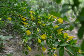
Yellow flowers on the bush