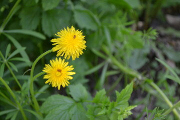 
dandelion on the green grass. Early summer