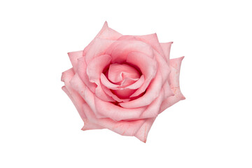 beautiful fragile fresh cutout pink rose close up isolated on a white background