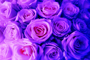 close up roses texture natural background toned in neon colors