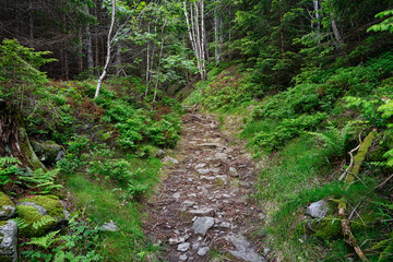 Fototapeta na wymiar Wald mit Waldweg